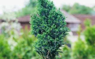 Кипарисовик тупой Нана Грацилис (Chamaecyparis obtusa Nana Gracilis)