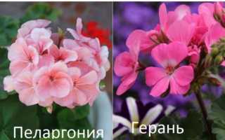 Пеларгония (герань)