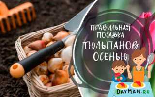 Когда и как сажать тюльпаны осенью в открытый грунт