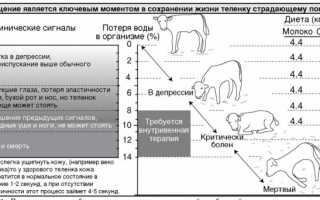 Причины поноса у телят, первые симптомы и правила лечения