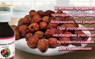 Ягоды, компот, настройка и чай из боярышника: польза и вред для здоровья