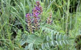 Солодка (лат. Glycyrrhiza) – инструкция по применению и рецепты приготовления