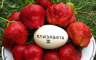 Клубника Елизавета: обзор и описание садового сорта. Правильная посадка и выращивание рассады своими руками (105 фото)