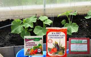 Подкормка огурцов калием: виды и особенности применения