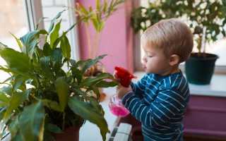 15 самых безопасных и полезных растений для детской комнаты