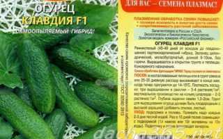 Самые лучшие сорта огурцов для выращивания в теплице в Сибири
