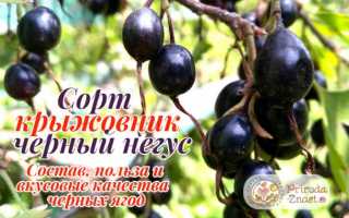 Крыжовник Черный негус: описание, размножение, выращивание