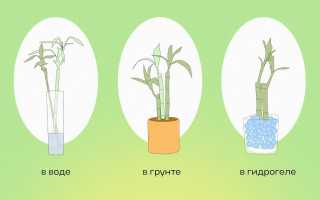 Можно ли вырастить бамбук дома