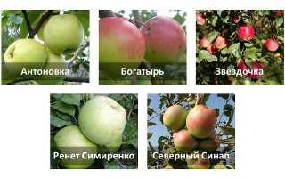 При какой температуре хранить яблоки зимой?