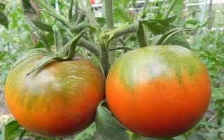 Хлыновский — томат с двумя главными преимуществами: отличным вкусом и хорошей урожайностью