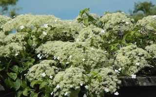 Гортензия вьющаяся/черешковая Петиоларис (Hydrangea anomala subsp. Petiolaris):фото и описание, посадка и уход в Подмосковье