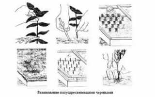 Как правильно обрезать глицинию осенью