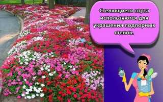 С чем можно сажать флоксы: в саду, на клумбе, на участке, с какими цветами сочетаются, фото