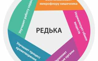 Черная редька: описание и полезные свойства