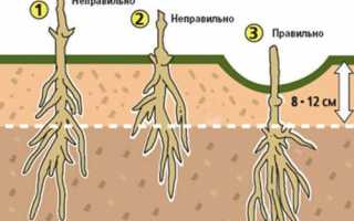 Когда и как правильно сажать клематисы весной