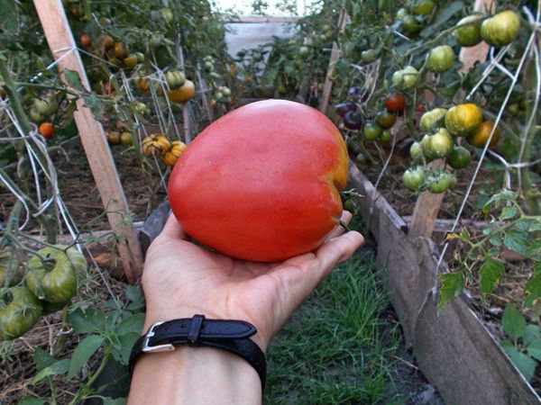 Абаканский розовый