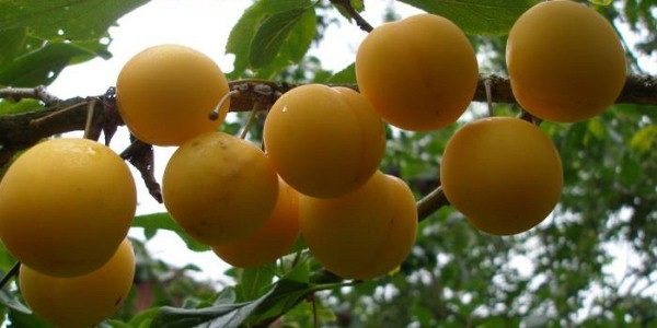 Алыча или русская слива