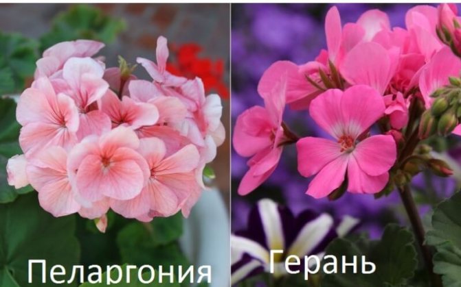 Чем пеларгония отличается от герани?