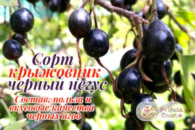 Черный крыжовник
