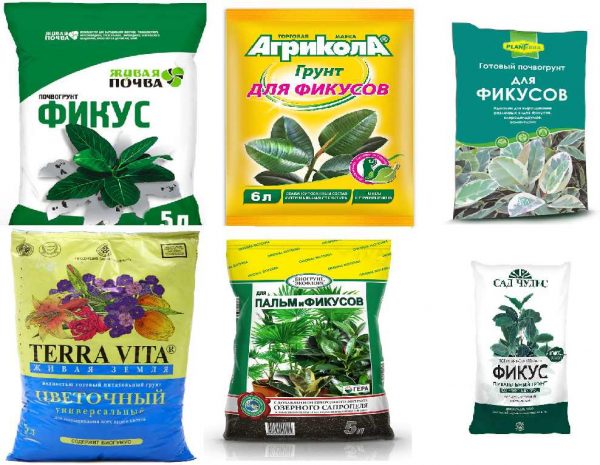 грунт для фикуса