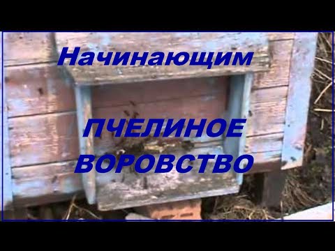 Как бороться с пчелиным воровством
