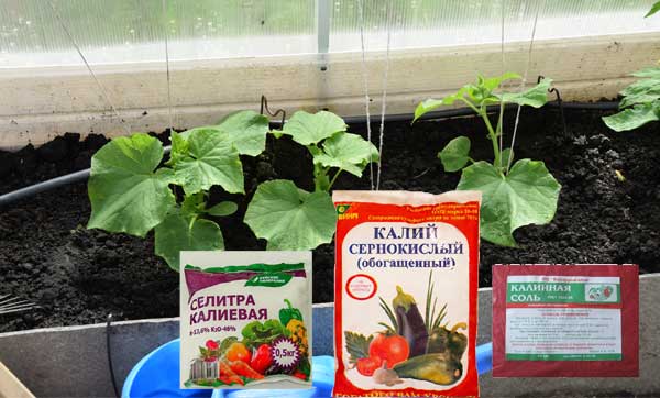 калийные удобрения для огурцов