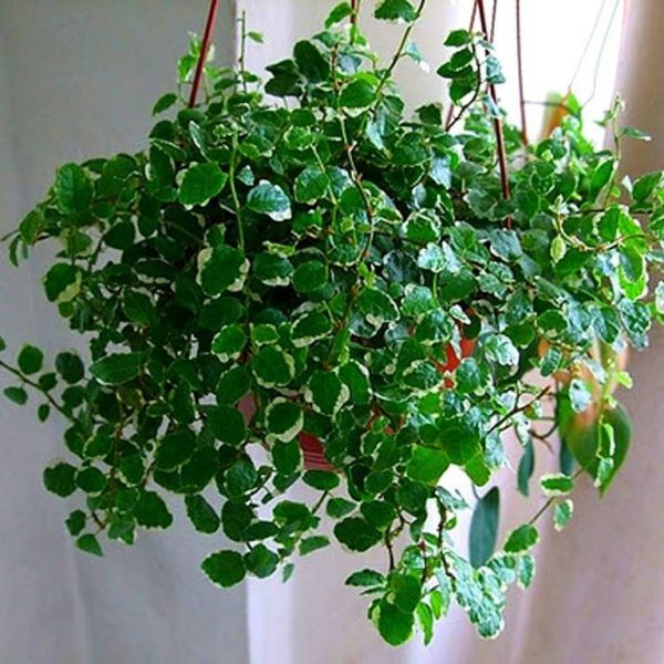карликовый фикус