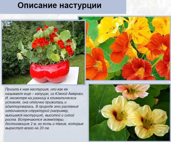 Настурция вьющаяся. Фото в саду, посадка, уход, выращивание