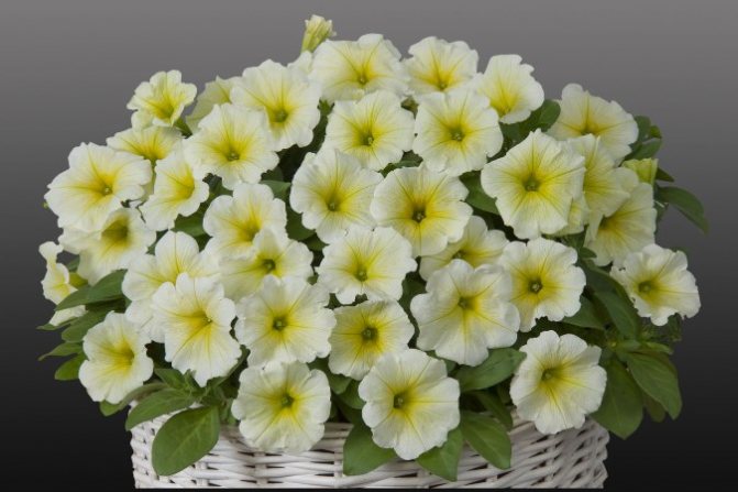 петуния Gioconda Lime Yellow