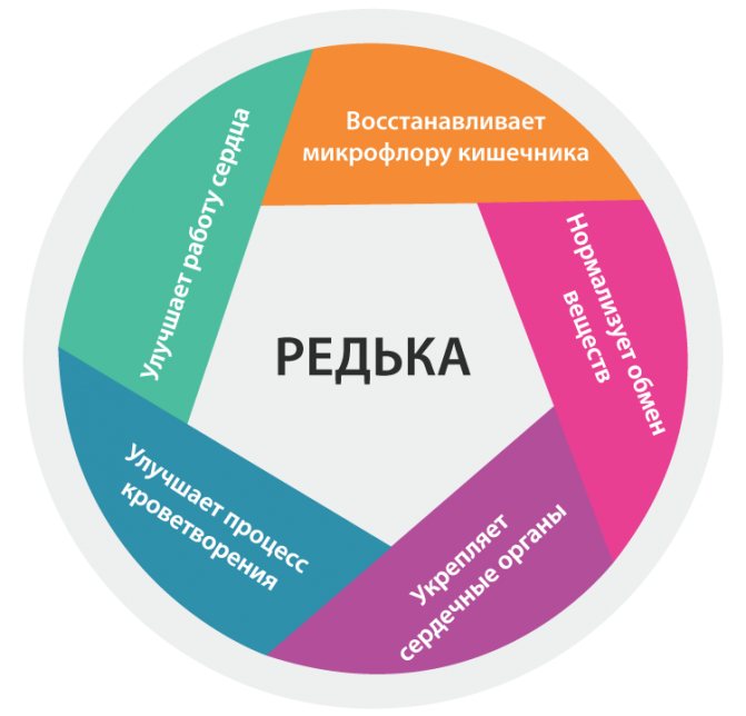 Полезные свойства редьки