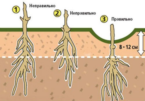 посадка клематисов
