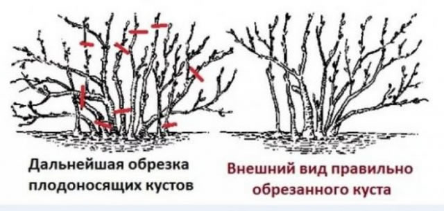 Правильная обрезка крыжовника Черный Негус