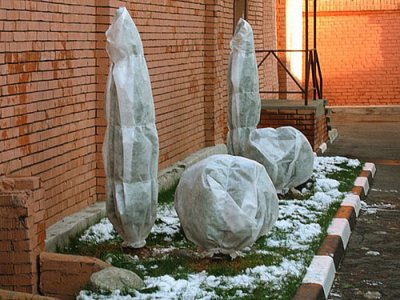 Самшит в Сибири и на Урале: посадка и уход