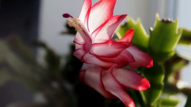 Шлюмбергера (Schlumbergera)