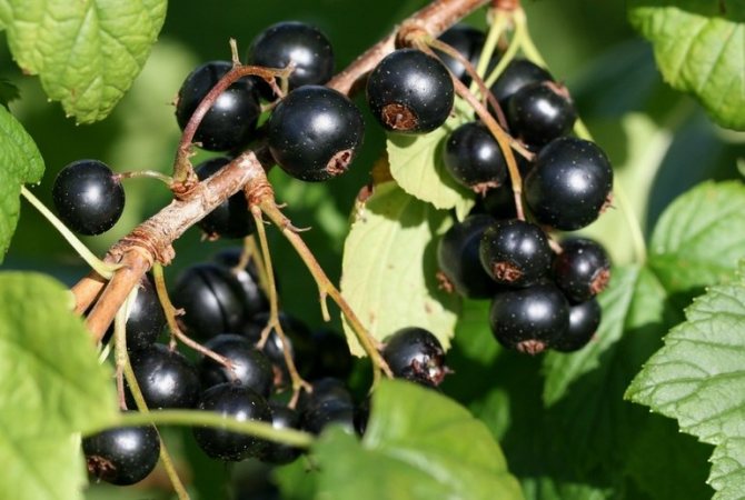 Смородиновые листья польза и вред