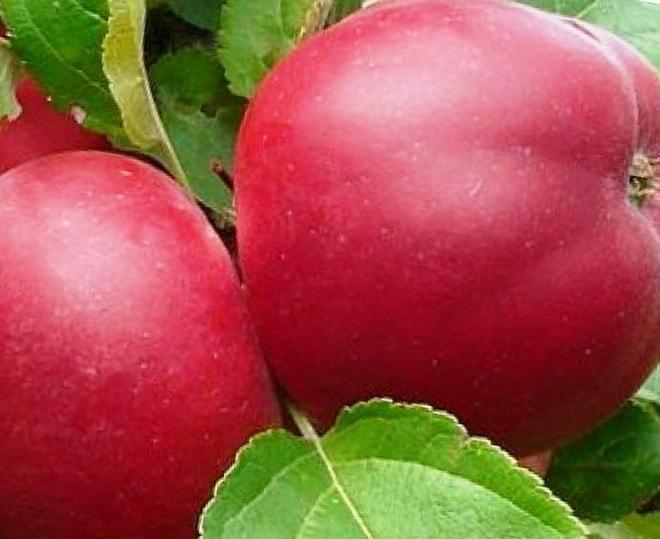 Сорт яблок Веньяминовское