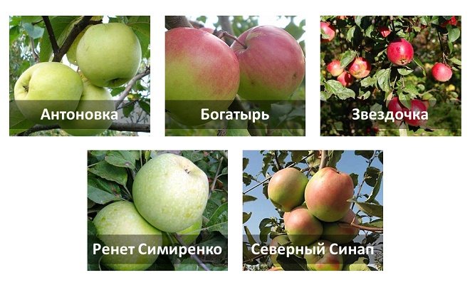 сорта зимних яблок