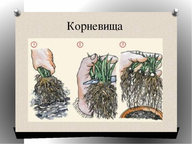 Таволга (лабазник) дланевидный: выращивание и уход, фото
