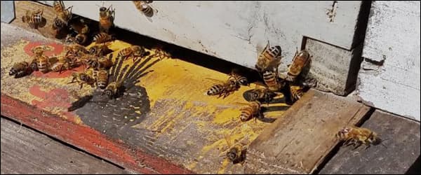 воровство у пчел на пасеке