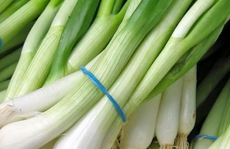 Зелёный лук: польза и вред для здоровья